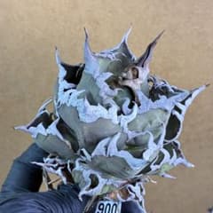 138 アガベ チタノタ シーザー 凱撒 ビッグスパイン 超絕強棘 - メルカリ