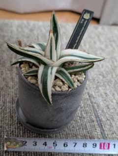 アガベ 氷山 Agave victoriae-reginae 鉢植えのサムネイル