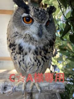C☆A様専用ページです。のサムネイル