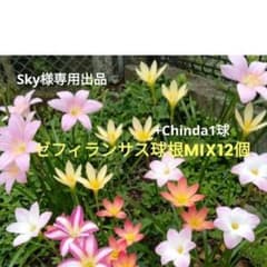 Sky様専用ゼフィランサス専用出品のサムネイル