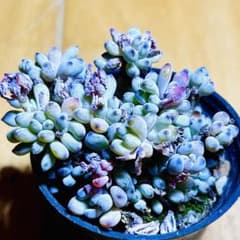 多肉植物 ⭐️ブルービーン⭐️土、鉢付きでこのまま発送 g161 - メルカリ