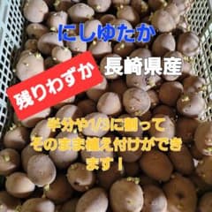 ラスト1個　No.79 約1.3～1.5キロ(箱込み)　にしゆたか 長崎県産のサムネイル