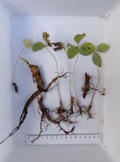 ベニバナヤマシャクヤク淡色系 実生苗セット 抜き苗 山野草 - メルカリ