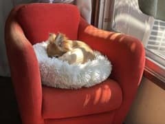 うさぎ様専用ページのサムネイル