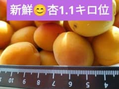 新鮮 杏梅 約1.1キロ位箱込み コンパクト便発送 栽培中農薬不使用