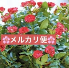 ミニバラ苗 ゼプティ B 蕾あり♪ 四季咲き 初心者OK ✿》⭐︎メルカリ