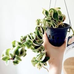 ホヤ コンパクタ バリエガータ 成熟株 4号吊り鉢 観葉植物 室内 - メルカリ