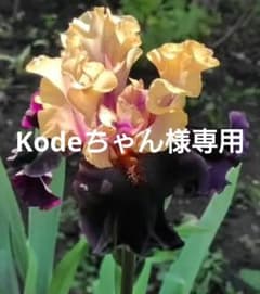 Kodeちゃん様専用 ジャーマンアイリス - メルカリ