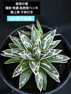 アガベ　姫笹の雪　白外斑入　極上株　子株1株付き 2/1まで出品 アガベ 姫笹の雪 極紋 特濃 高密度ペンキ 極上株 子株付き