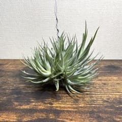 エアープランツ (チランジア) ロリアセア　クランプ②のサムネイル