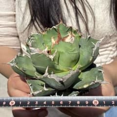 589 アガベ チタノタ 魔丸 肉厚丸短葉 ボールタイプ - メルカリ