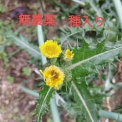 採りたて★人も食べれる　たんぽぽに似た　オニノゲシ　農薬不使用　種　花葉のサムネイル