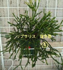 ①リプサリス？　ハルオチア属？猿恋葦？　森林サボテン　観葉植物　多肉植物