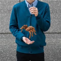 HANSA ハンサ ブラウンタランチュラ クモのサムネイル