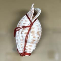 フェリシモ YOU+MORE! ほら貝 ペットボトルケース カバー 保冷 - メルカリ