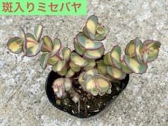 반들이 미세바야 다육 식물 6cm 포트 뽑은 모종 현물 발송