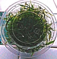 ひでおん様専用ページです、無農薬 ヤナスカップ無し ２点です。のサムネイル
