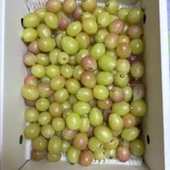 岡山県産 加工用コトピー2キロのサムネイル