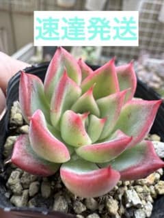 速達便のサムネイル
