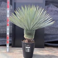 AL1176】ユッカ ロストラータ 超美形 極太 シルバーブルー 葉数多