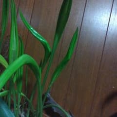 観葉植物 、アマゾンリリーのサムネイル