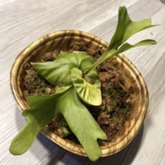 ビカクシダ　リドレイのサムネイル