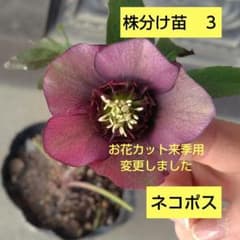 3 株分け苗 クリスマスローズ - メルカリ