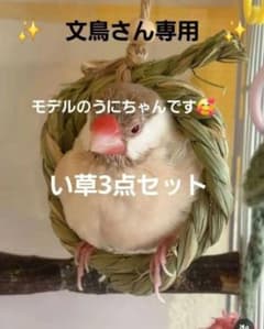 ii2　い草お試しセット　　インコ　カジカジ、ガジガジおもちゃ　バードトイ ii22 い草お試しセット インコ カジカジ、ガジガジおもちゃ バードトイ