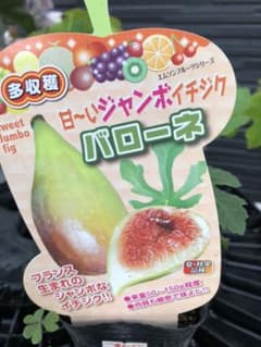 いちじく苗♡バローネ/バナーネのサムネイル