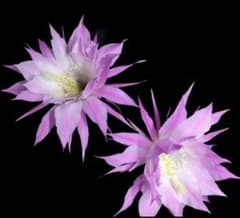 サボテン 蓮花 お花森にいるような濃香のサムネイル