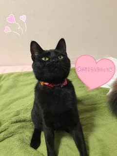 猫の首はオーダー受け付けます♪のサムネイル