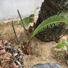 ソテツ⭐︎種子①のサムネイル