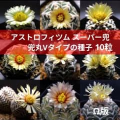 スーパー兜 Vタイプ 兜丸 サボテン の 種子 10粒 Ω版 の 混合種 - メルカリ