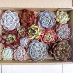 №762 多肉植物 韓国苗 エケベリア♡寄せ植えセット♡現品 匿名発送のサムネイル