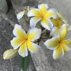 宮古島産プルメリア 黄色 挿し木苗 新芽あり 中間枝 - メルカリ