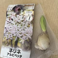ネリネ球根　ダヤモントリリー アルビベッタ　一球のサムネイル