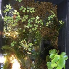 初回限定価格!!! ビオトープ内の水草 アナカリス 上物早熟金色鉄仮面幹之のサムネイル