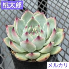 nori様 リクエスト 3点 まとめ商品のサムネイル