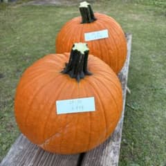 【Rakkoon様専用その7】ハロウィンかぼちゃ　本物のサムネイル