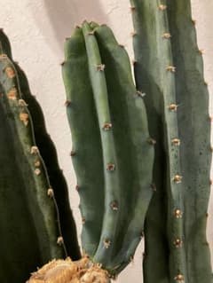 サボテン 観葉植物 緑のサムネイル