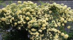 木工薔薇 イエローW 挿し木苗 2本セット！のサムネイル