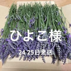 ラベンダーグロッソ　ひよこ様 ラベンダーグロッソ ひよこ様 - メルカリ