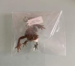 トノサマガエルとシュレーゲルアオガエルとアマガエル　ニホンアマガエルのサムネイル