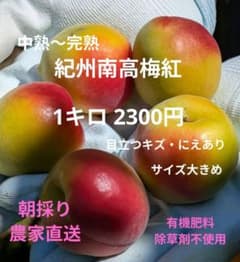 希少 紀州南高梅紅中熟～完熟 1キロ 2300円 目立つキズ・にえありのサムネイル