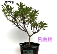 皐月さつき 盆栽素材【飛鳥錦 あすかにしき】AN23 - メルカリ