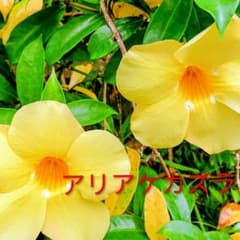 南国の陽気な花 アリアケカズラ アマランダの苗 - メルカリ