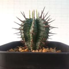 ②ユーフォルビア ホリダ マジョール 雌株 カキコ塊根植物 パキプスグラキリスのサムネイル