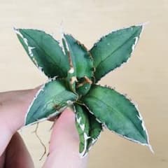 3 狼人 TC株 アガベ チタノタ ウェアウルフ Agave Werewolf - メルカリ