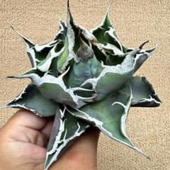 Lj_plants】Z208アガベ チタノタ 黒豹 極上強棘（ダイヤモンド