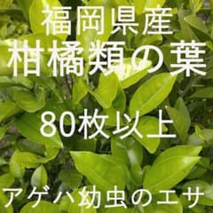【柑橘類の葉80枚以上】アゲハチョウ　幼虫のえさ　栽培期間中農薬不使用のサムネイル